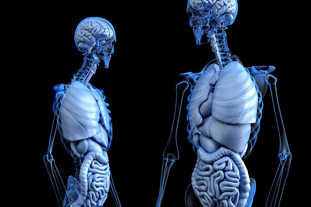 人体システムの基礎知識｜ケガをさせないインストラクターの為の基礎知識／系統解剖学