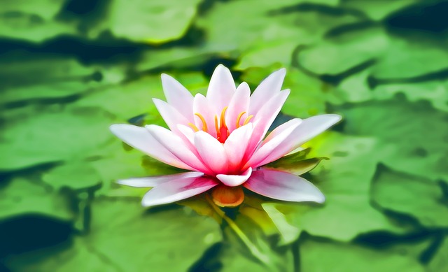 なぜ蓮がyogaのシンボルとなっているのか？｜清く正しい生き方の象徴／仏教の花としてのあり方